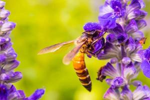 querida abelha colecionar pólen em azul inflorescência flor dentro a jardim foto