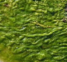 verde algas marinhas em a costa, topo Visão foto