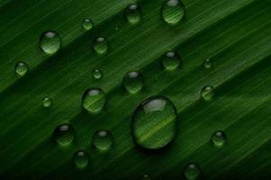 muitas gotas de água nas folhas de bananeira foto