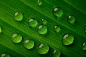 muitas gotas de água nas folhas de bananeira foto