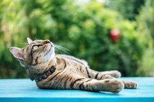 close-up de um gato malhado em uma superfície azul foto