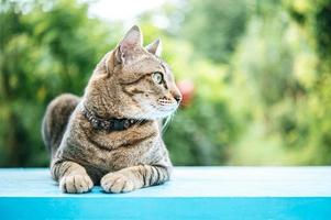 close-up de um gato malhado em uma superfície azul foto