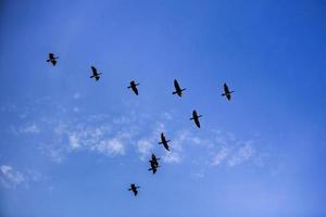 grupo de pássaros voando em formação de av sobre um céu azul foto