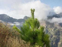 a ilha da madeira foto