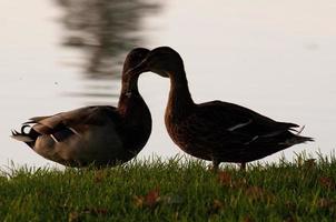 pequeno lago na Vestfália foto