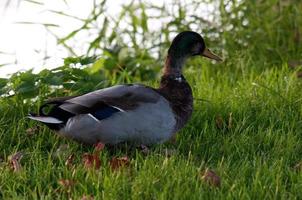 pequeno lago na Vestfália foto