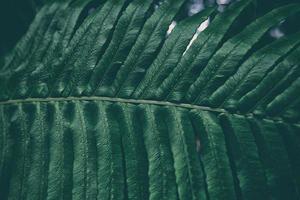 tropical folhas textura dentro Sombrio contraste fundo. foto