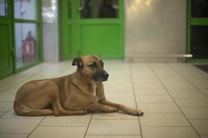 disperso cachorro dentro loja. animal se aquece dentro prédio. abandonado animal. foto