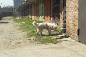 cachorro na rua. animal vadio. animal de estimação foi perdido. foto