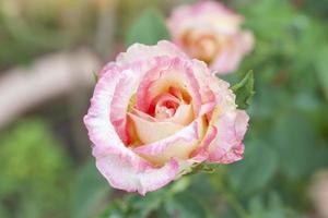 flor de rosa rosa e amarela para florescer depois da chuva com pingos de chuva no jardim em desfocar o fundo da natureza. foto