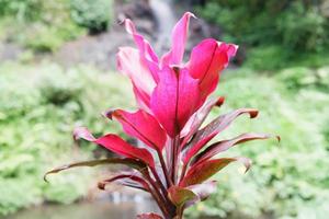 selvagem plantas dentro lindo natureza foto