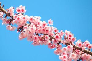 flor de cerejeira rosa com céu azul