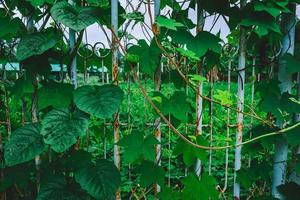 folhas verdes em uma cerca de metal foto