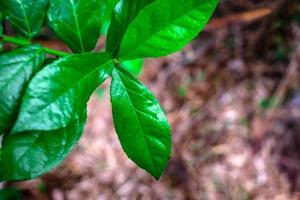 folhas verdes vibrantes foto