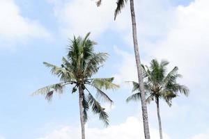 panorâmico céu com coco árvores foto