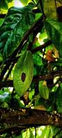 retrato do buah Coklat ou kakao frutas. foto