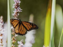uma monarca borboleta dentro a Ontário jardim. foto