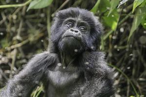 uma jovem montanha gorila dentro a selva do lago bunyonyi nacional parque. foto