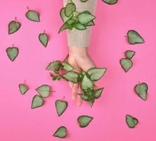 fêmea mão e fresco verde folhas do uma plantar em uma Rosa fundo foto