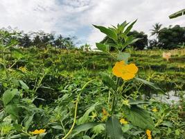 amarelo flor dentro a campo foto