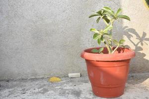 adenium plantar dentro uma Panela foto