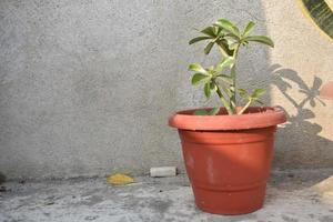 adenium plantar dentro uma Panela foto