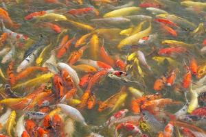 Japão koi peixe ou chique carpa natação dentro uma Preto lagoa peixe lago. popular animais de estimação para relaxamento e feng shui significado. popular animais de estimação entre pessoas. foto