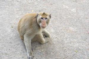 macaco esperando para comer a partir de turistas foto