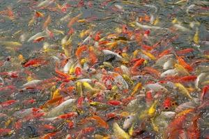 Japão koi peixe ou chique carpa natação dentro uma Preto lagoa peixe lago. popular animais de estimação para relaxamento e feng shui significado. popular animais de estimação entre pessoas. foto