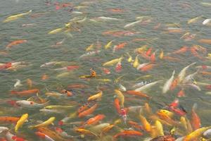 Japão koi peixe ou chique carpa natação dentro uma Preto lagoa peixe lago. popular animais de estimação para relaxamento e feng shui significado. popular animais de estimação entre pessoas. foto