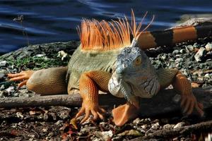 iguana é uma gênero do lagarto este vidas dentro a trópicos. anolis carolinensis ou verde anole é uma espécies do morador de árvore anole lagarto, macro lagarto, macro iguana, natureza foto