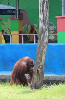 orangotango divertido turistas com seus ações foto