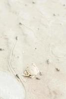 caranguejo na areia na praia foto