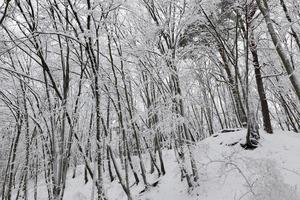 parque estão cobertos de neve no inverno foto