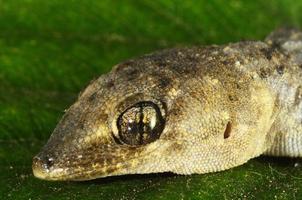 close-up de réptil lagarto foto