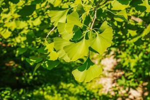 folhas verdes brilhantes frescas de ginkgo biloba. fundo de textura de folhagem natural. ramos de uma árvore de ginkgo no jardim botânico em nitra na eslováquia. foto