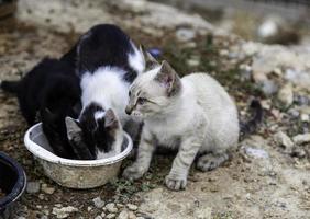 filhote de gato abandonado foto