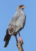 close-up de pálido do sul, açor cantando pálido do sul voando contra um céu azul, foto