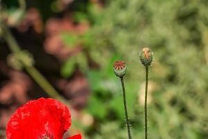 papoula florescendo, papaver rhoeas l. também chamada de papoula ou rosa de milho, é uma espécie de planta do gênero papoula papaver na família das papoulas papaveraceae. foto