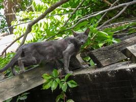 gato em topo do uma árvore foto