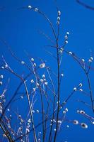 salgueiro contra o céu azul na primavera foto