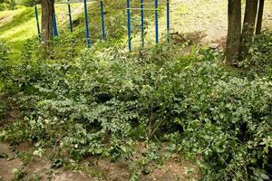 o trabalho de um triturador móvel de galhos secos e árvores em um parque da cidade. triturador de madeira. trabalhadores reciclam árvores quebradas foto