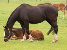 potros e cavalos dentro Alemanha foto