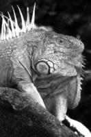 iguana é uma gênero do lagarto este vidas dentro a trópicos. anolis carolinensis ou verde anole é uma espécies do morador de árvore anole lagarto, macro lagarto, macro iguana, natureza foto