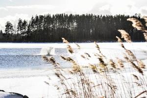 um lago parcialmente congelado com uma fonte de aeração e folhas de grama foto