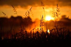 silhueta de grama alta no nascer do sol laranja foto