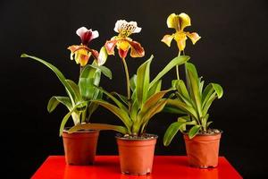 três orquídeas em vasos foto