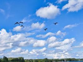 gaivotas dentro voar dentro a céu acima a báltico mar de a mar. azul céu com foto