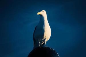 gaivota em pé em abajur em a báltico mar de a mar. a pássaro parece pôr do sol foto