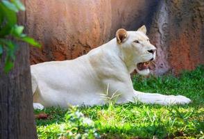 fêmea branco leão deitado relaxante em Relva campo safári rei do a selvagem leão orgulho foto